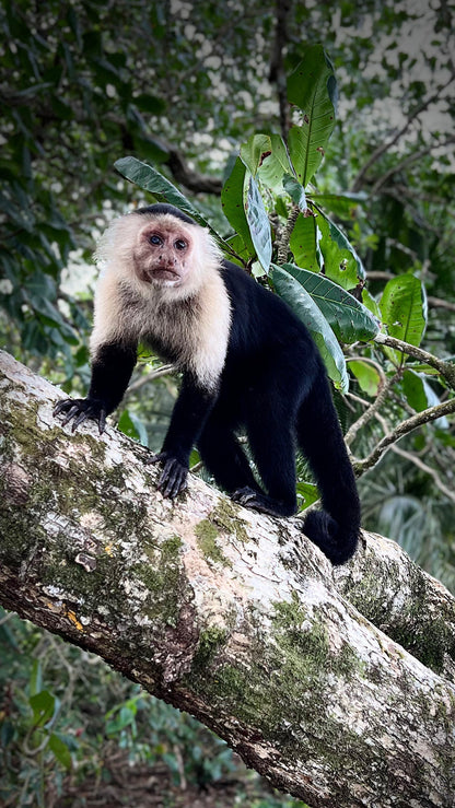MANUEL ANTONIO NATIONAL PARK