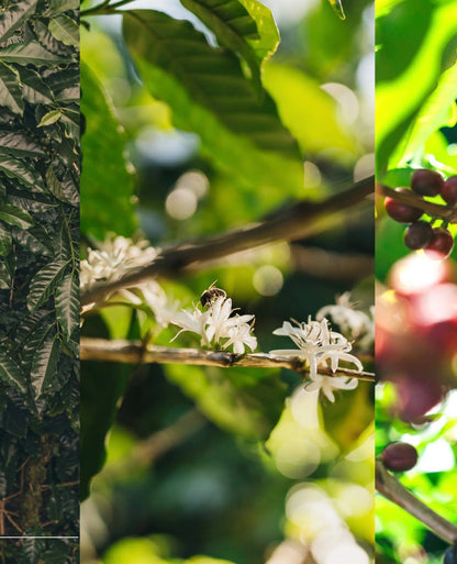 COFFE TOUR AND POAS VOLCANO HALF DAY TOUR