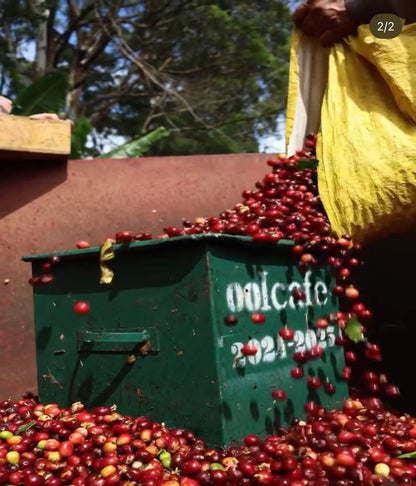 COFFE TOUR AND POAS VOLCANO HALF DAY TOUR