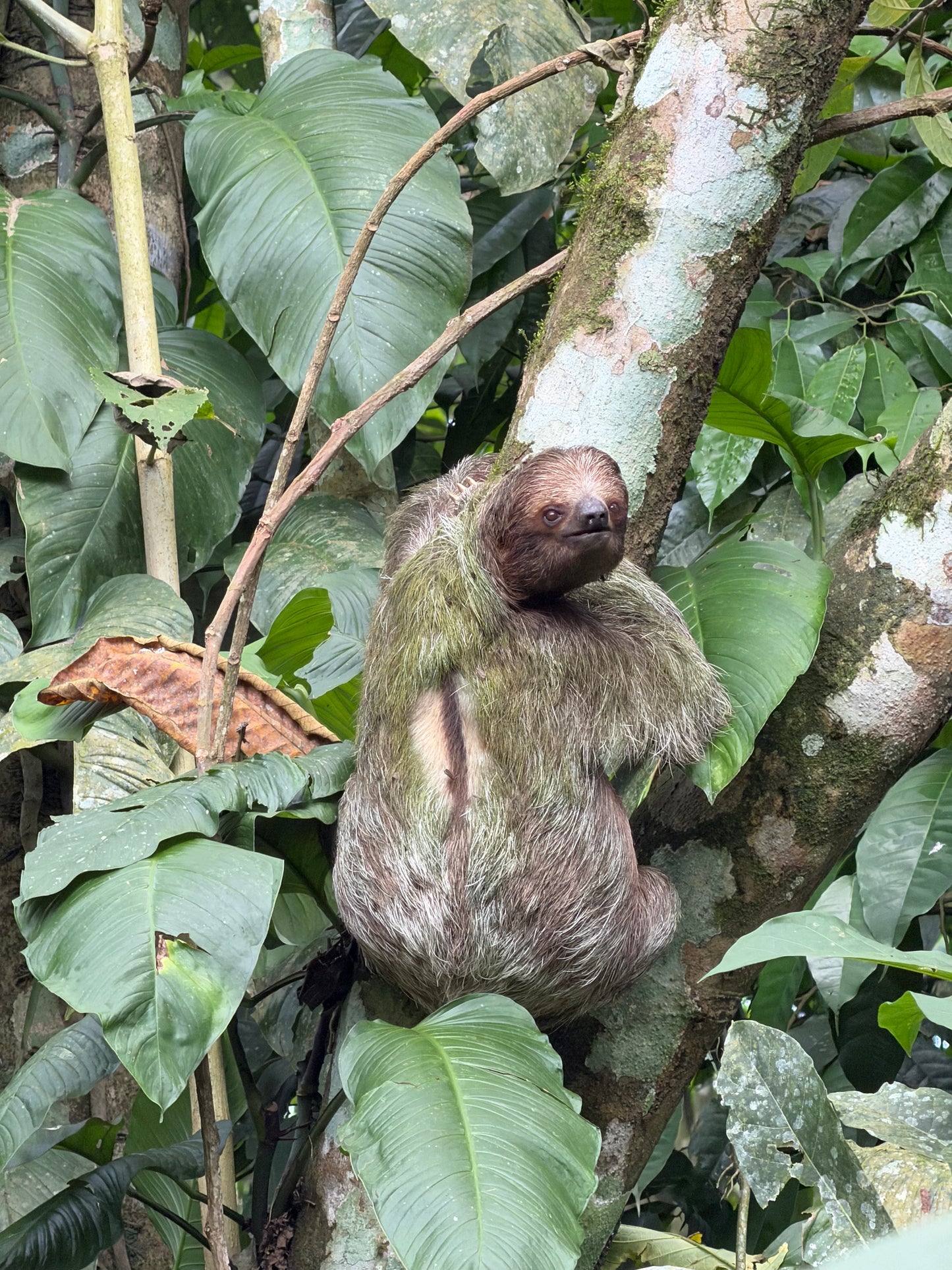 ARENAL VOLCANO SLOTH TOUR AND HOT SPRINGS