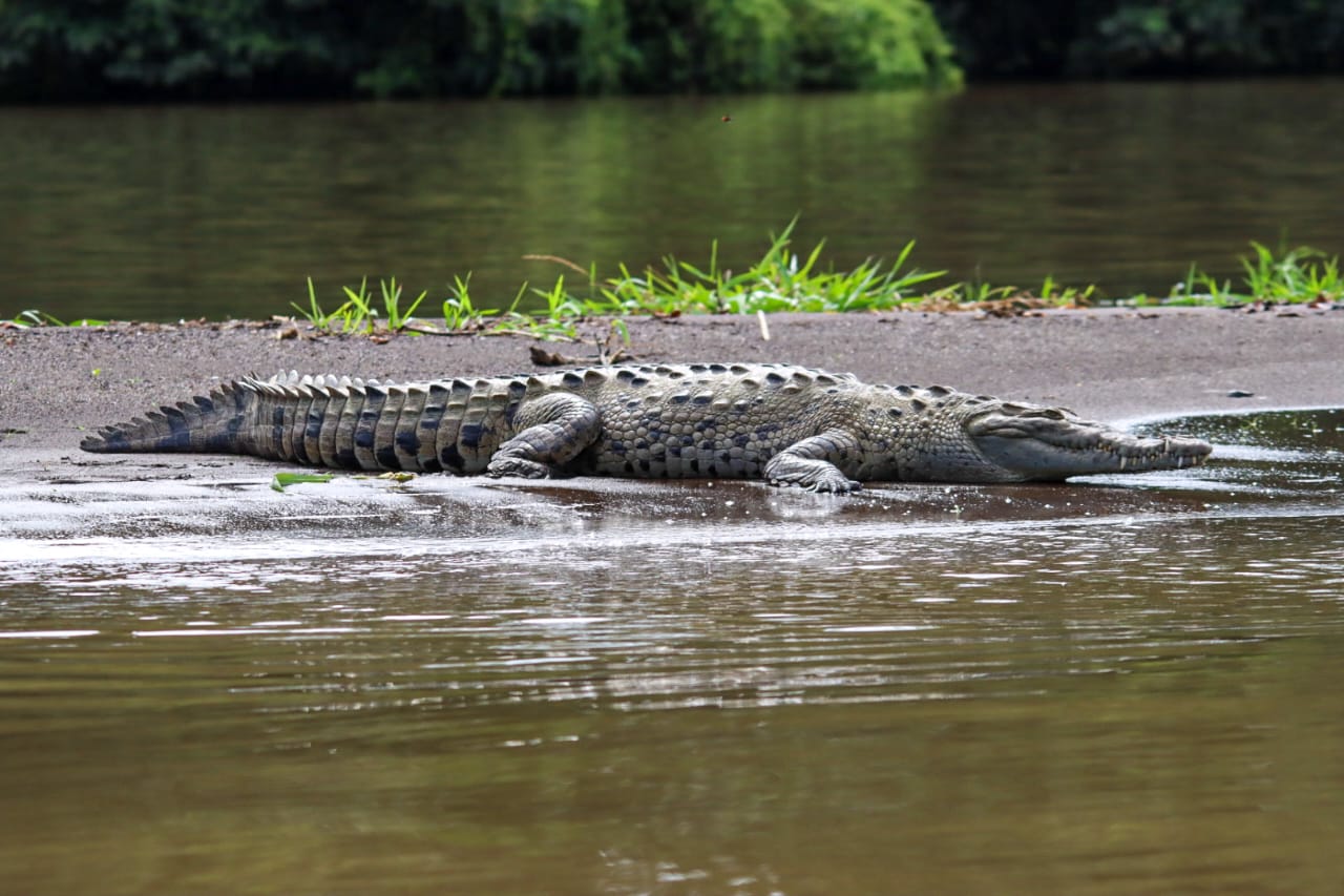 TORTUGUERO CANAL