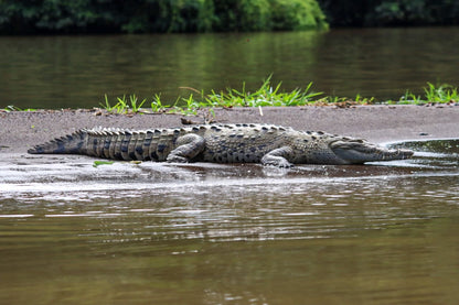 TORTUGUERO CANAL
