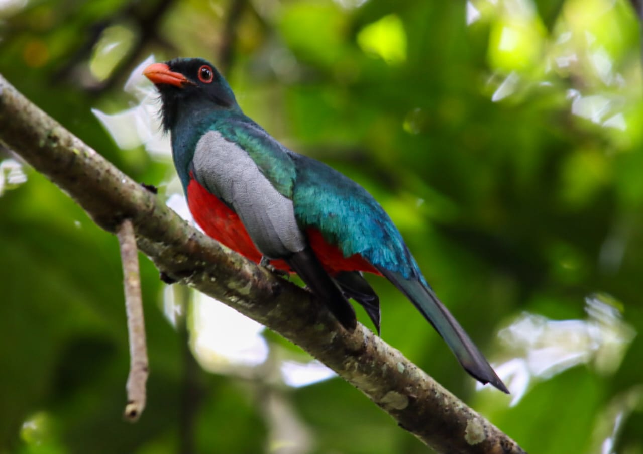 TORTUGUERO CANAL
