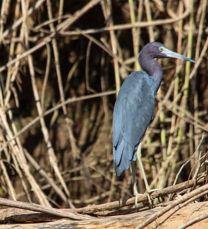 TORTUGUERO CANAL