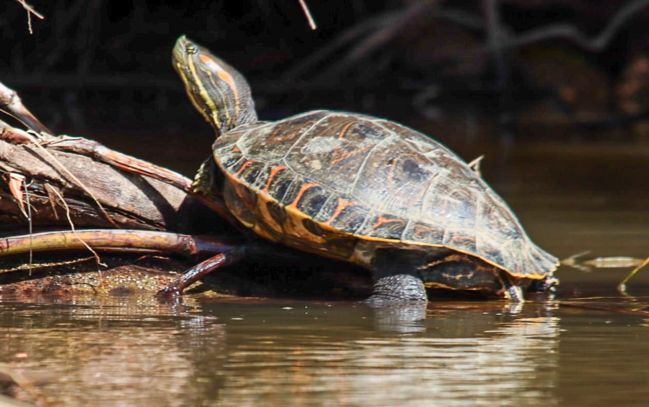 TORTUGUERO CANAL