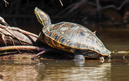TORTUGUERO CANAL