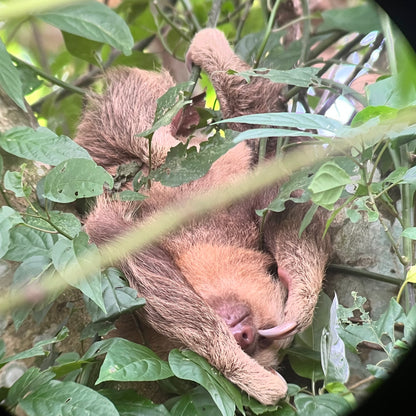 ARENAL VOLCANO SLOTH TOUR AND HOT SPRINGS