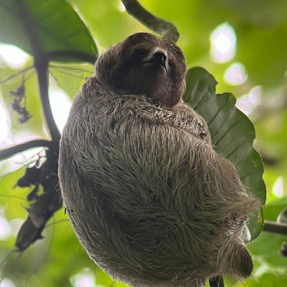 ARENAL VOLCANO SLOTH TOUR AND HOT SPRINGS