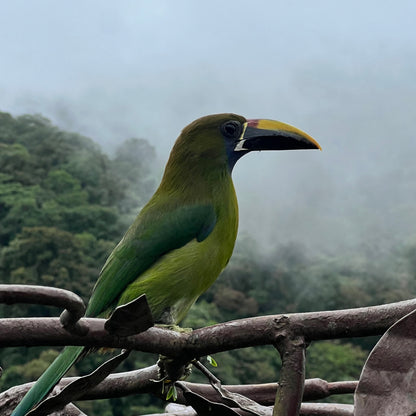 FROM SAN JOSE POAS VOLCANO, COFFE TOUR AND LA PAZ WATERFALLS