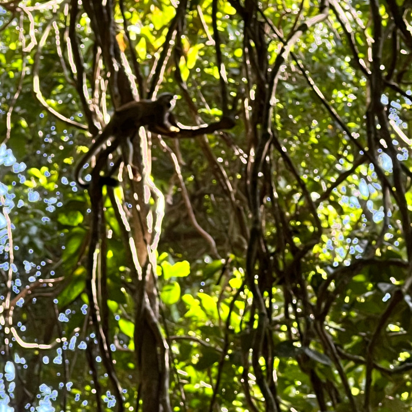 Manuel Antonio National Park