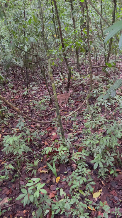 MANUEL ANTONIO NATIONAL PARK
